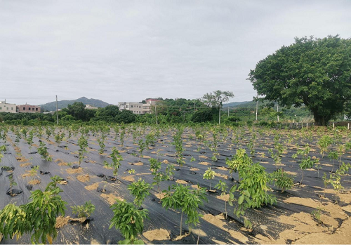 55d2475763f70ea7d1fe3d91e94f1a2e.png 揭陽農(nóng)墾拆舊復(fù)墾項(xiàng)目2.png