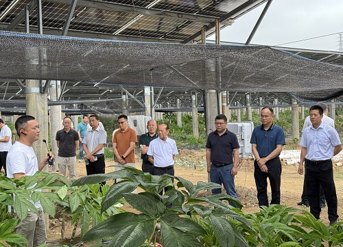 16247a8683e644b4d990e4afb050492c.jpg 魔芋種植基地(1).jpg