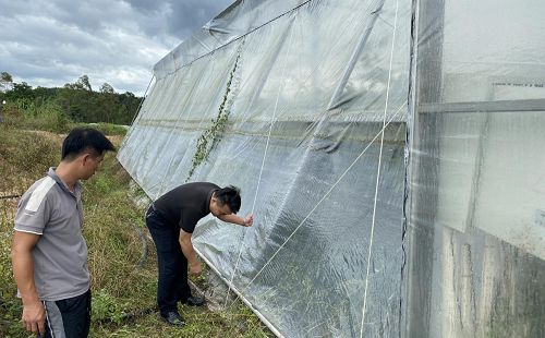 642ad382c4380719f43779d75b48eee9.png 加固葡萄園大棚.png